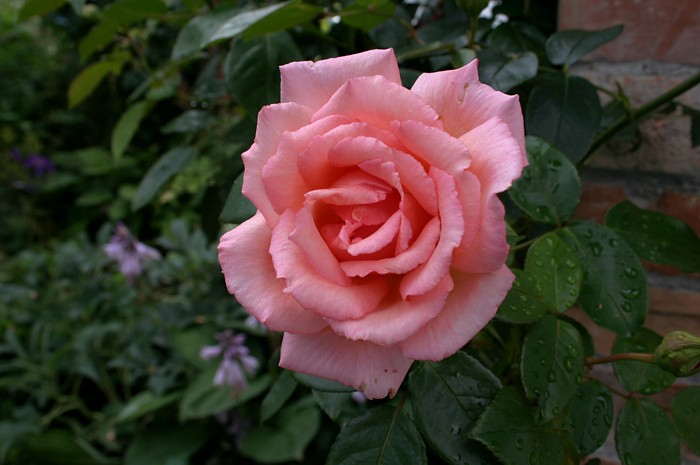 Unbekannte Rose 2