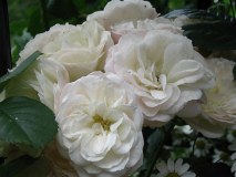 Unbekannte Rose 1