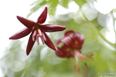 Lilium martagon Blüte