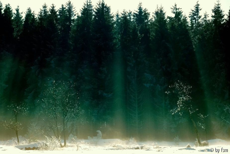 Hohes Venn 1 16-12-2008