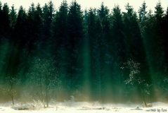 Hohes Venn 1 16-12-2008