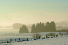 Hohes Venn 2 16-12-2008