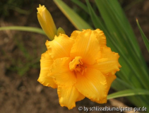 Hemerocallis 'Condilla'