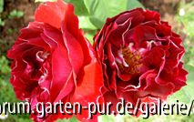 Baron Girod