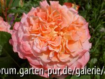 Augusta Luise