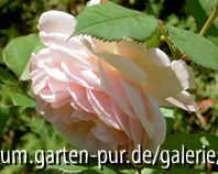 A Shropshire Lad