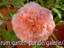 Anne Boylen