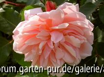 Albertine