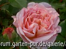 Abraham Darby