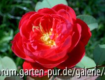 Benjamin Britten