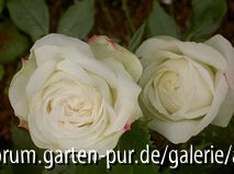 Boule de Neige
