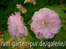 Blush Noisette