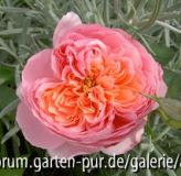 Dames de Chanceneau