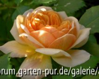 Grace