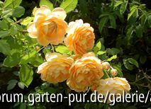 Golden Celebration