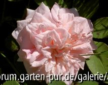 Gloire de Dijon