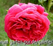 Falstaff