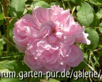 Jaques Cartier