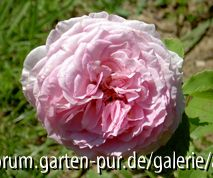 James Gallway