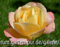 Isabelle Autissier