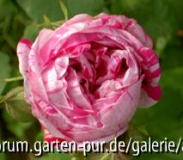 Honorine de Brabant