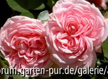 Home & Garden