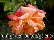 Kordes Rose Aloha