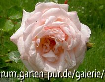 Martine Guillot