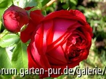 Red Eden Rose