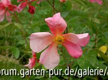 Mutabilis