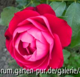 Rouge Meilove