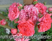 Rosarium Uetersen
