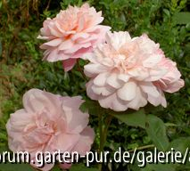 Rosa Gruß an Aachen