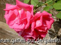 Zephirie Drouhin