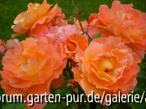 Westerland