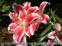 Stargazer