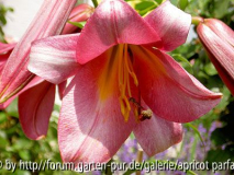 Pink Perfektion