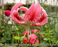 Orientalische Lilie rosa