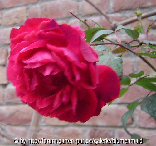 pakistanische rose