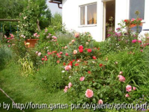 Rosenblüte 2008