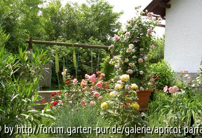 Rosenblüte 2008