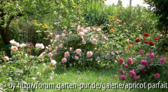 Rosenblüte 2008