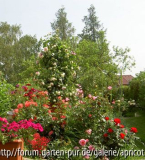 Rosenblüte 2008