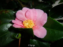 winter star