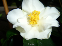 white swan