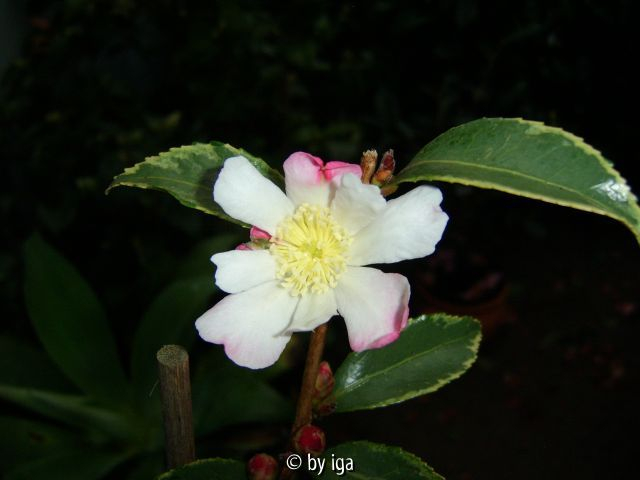 sasanqua variegata