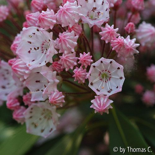 Kalmia latifolia Blüte