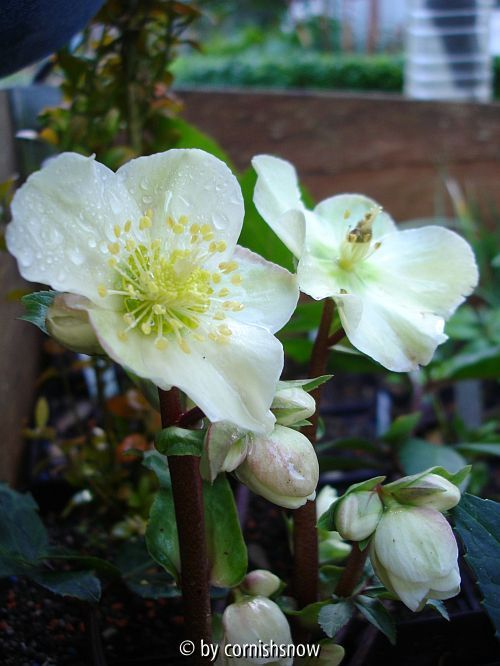 H. ballardii III