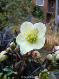 H. x ballardii