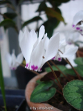 Cyclamen x wellensikii